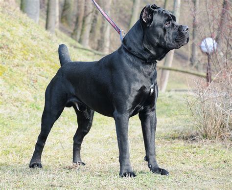 Cane Corso Tail Docking Length Chart