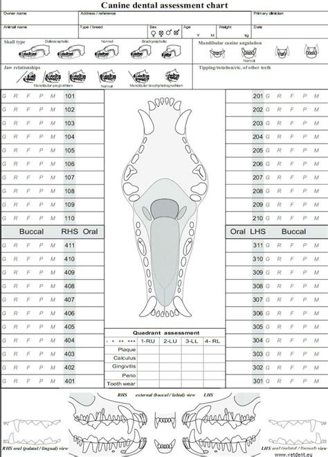 Canine Dental Chart Printable