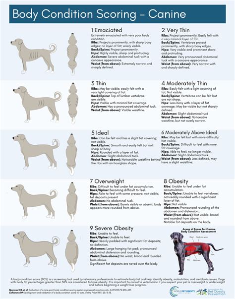 Canine Obesity Chart