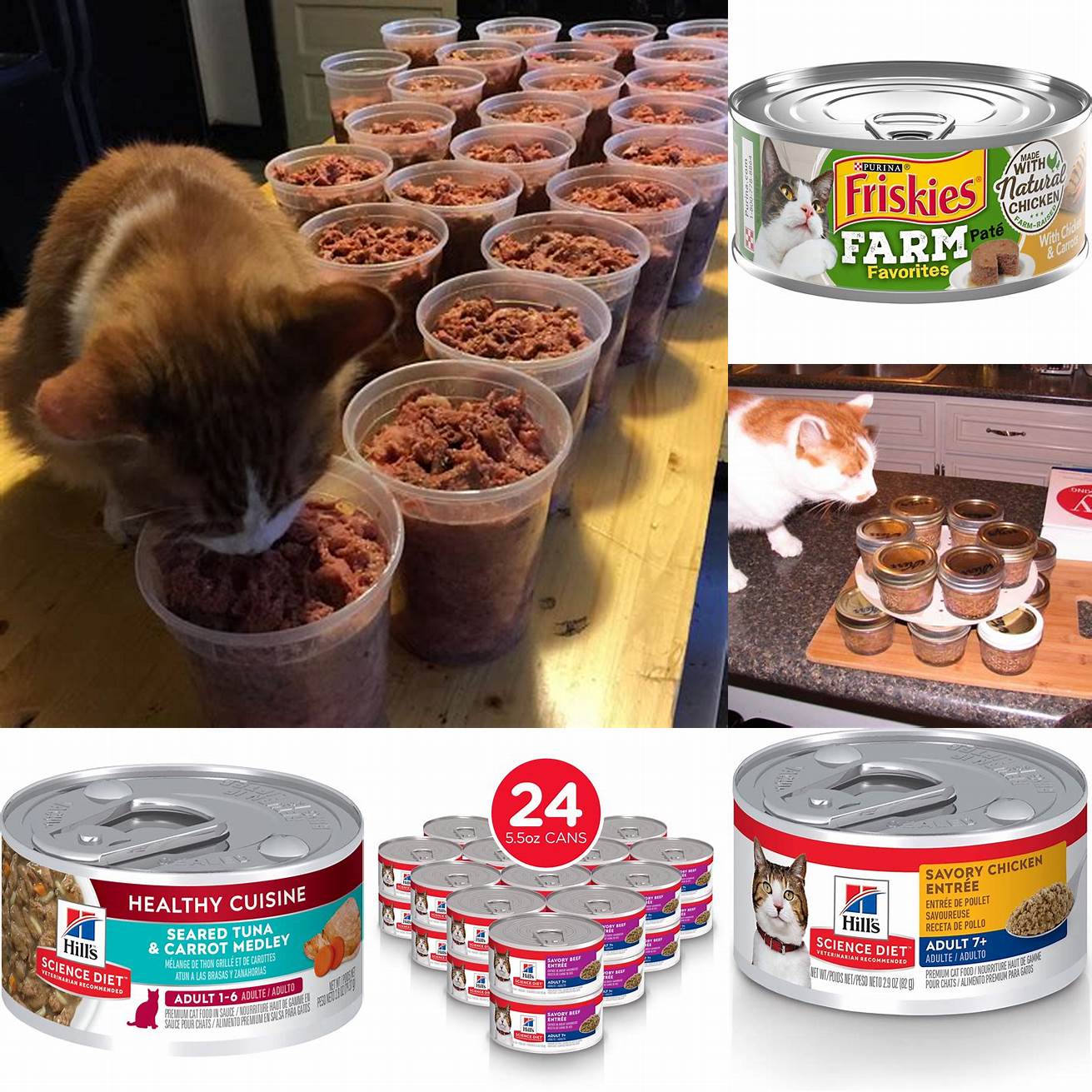 Canned or Raw Cat Food