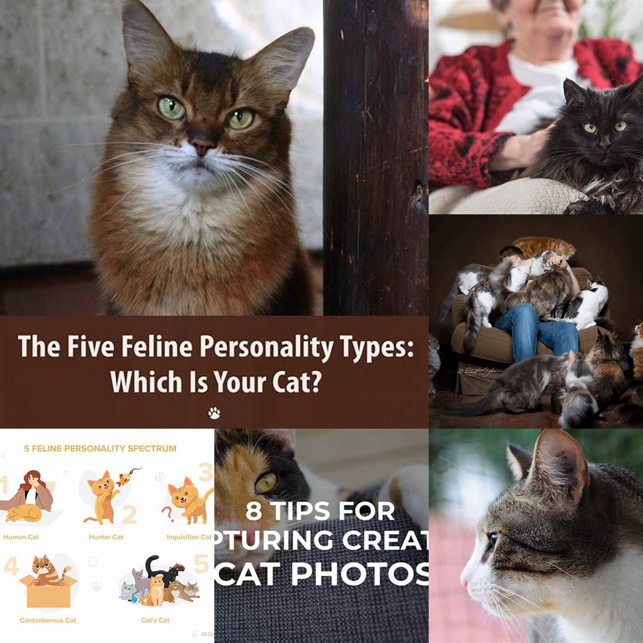 Capturing the cats personality and beauty