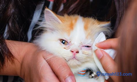 Cara Membersihkan Mata Kucing Persia di Indonesia