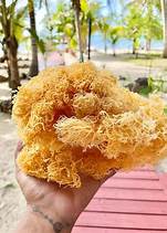 Care for Sea Moss