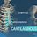 Cartilaginous Skeleton