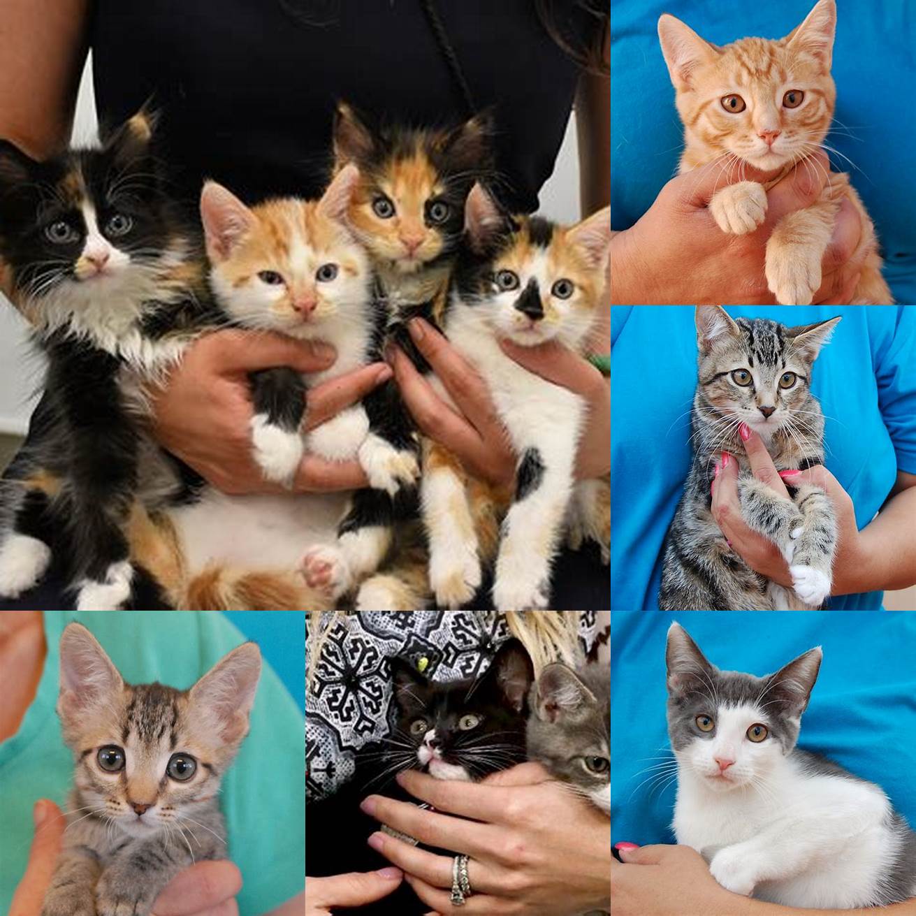 Cat Adoption and Rescue