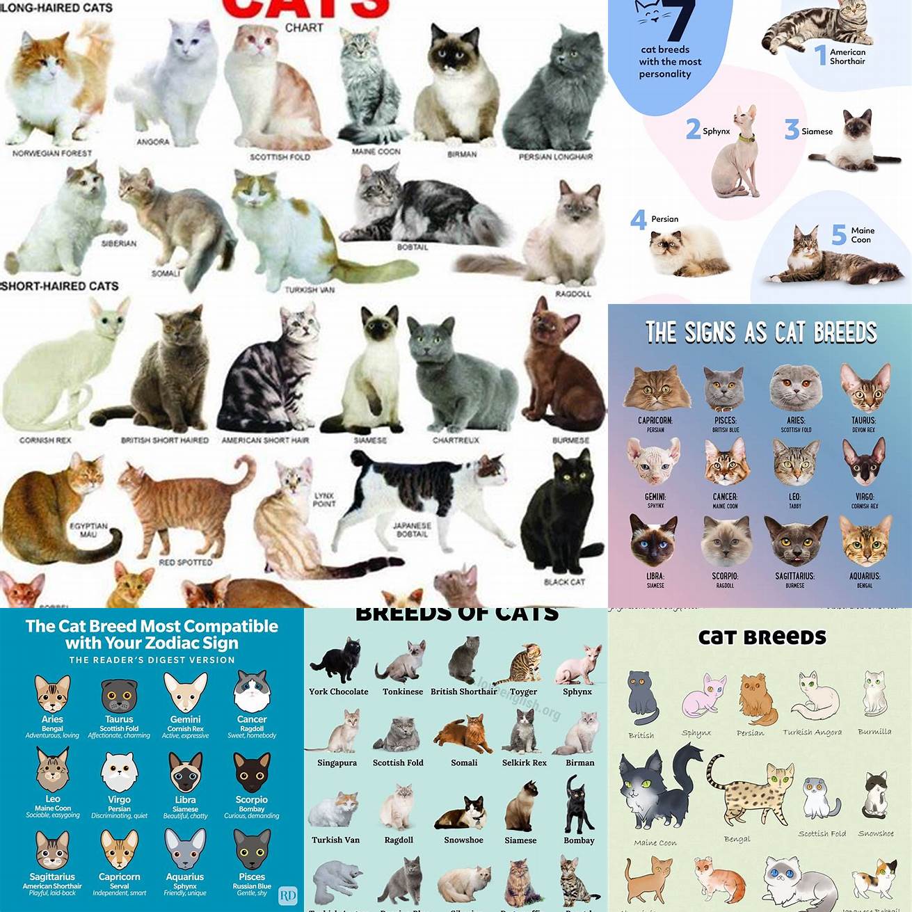 Cat Breeds and Characteristics