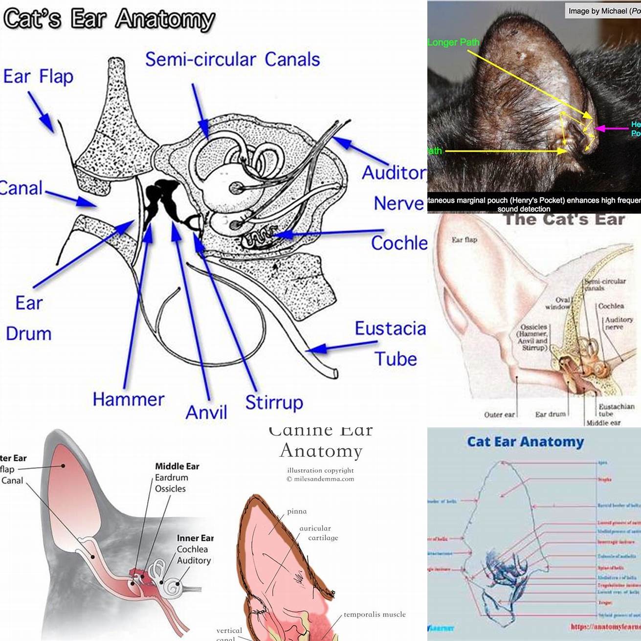 Cat Ear Anatomy