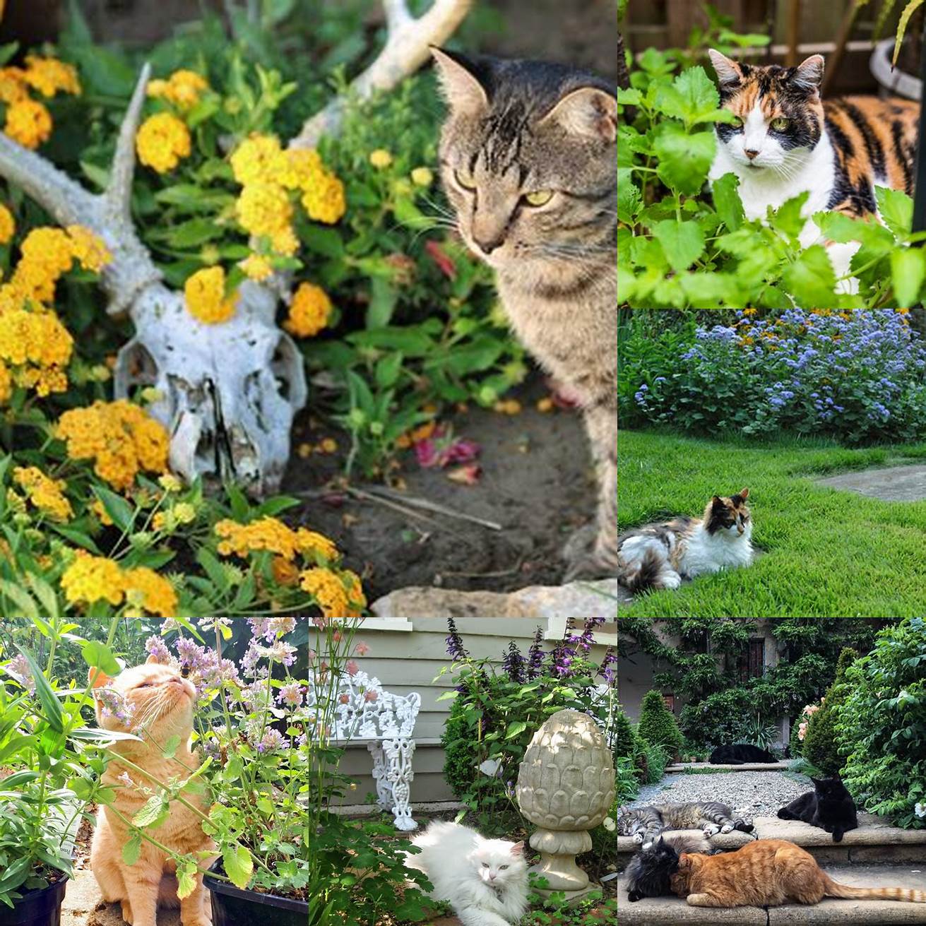Cat Family in Garden