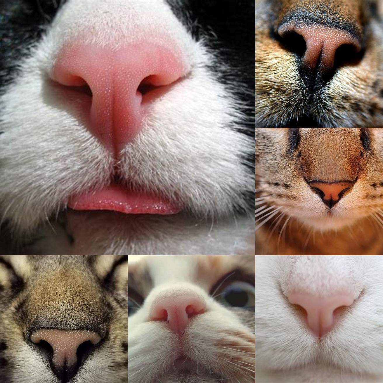 Cat Nose Close Up