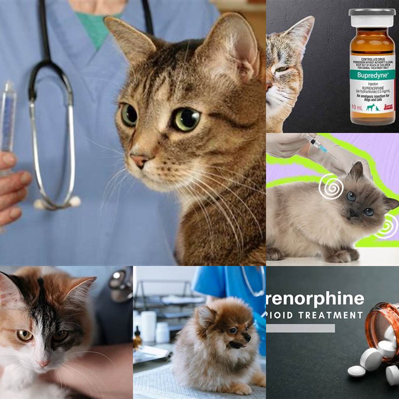 Cat PlayingAfter receiving the proper dose of buprenorphine your cat should start to feel more comfortable and may resume normal activities such as playing and eating