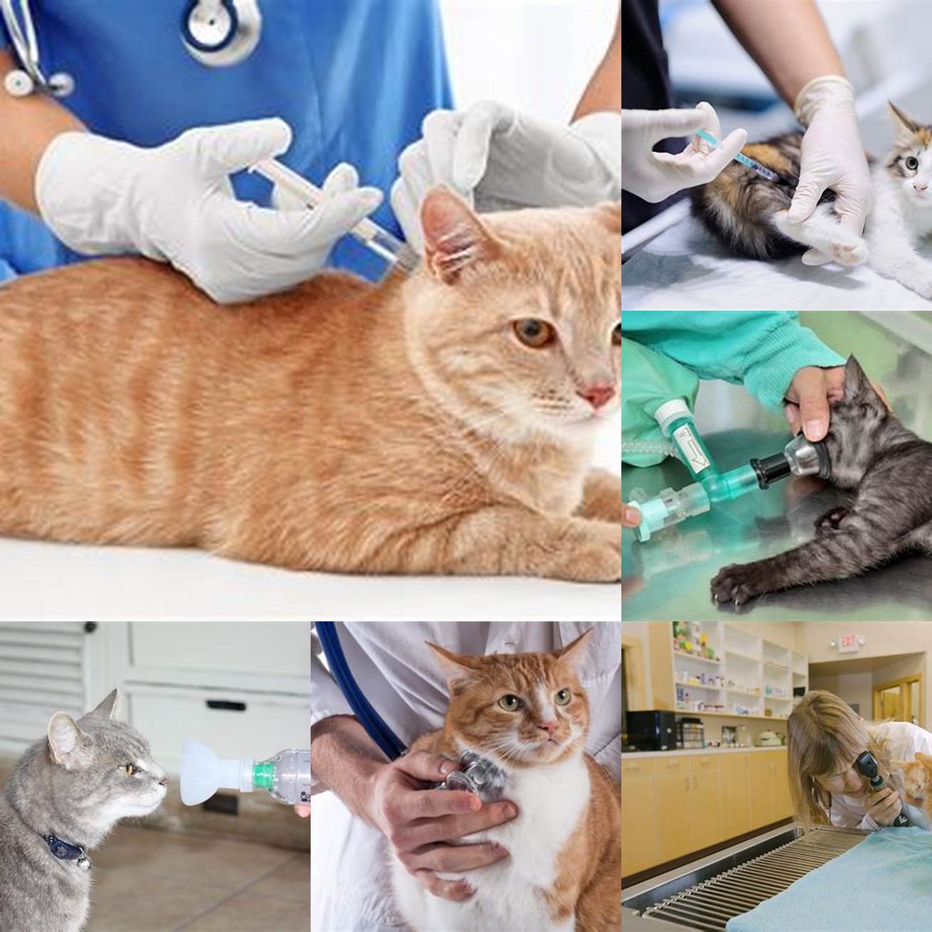 Cat Receiving MedicationBuprenorphine can be administered orally or injected by your veterinarian It is important to follow the instructions provided by your veterinarian carefully