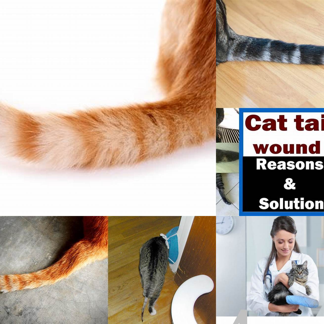 Cat Tail Injuries