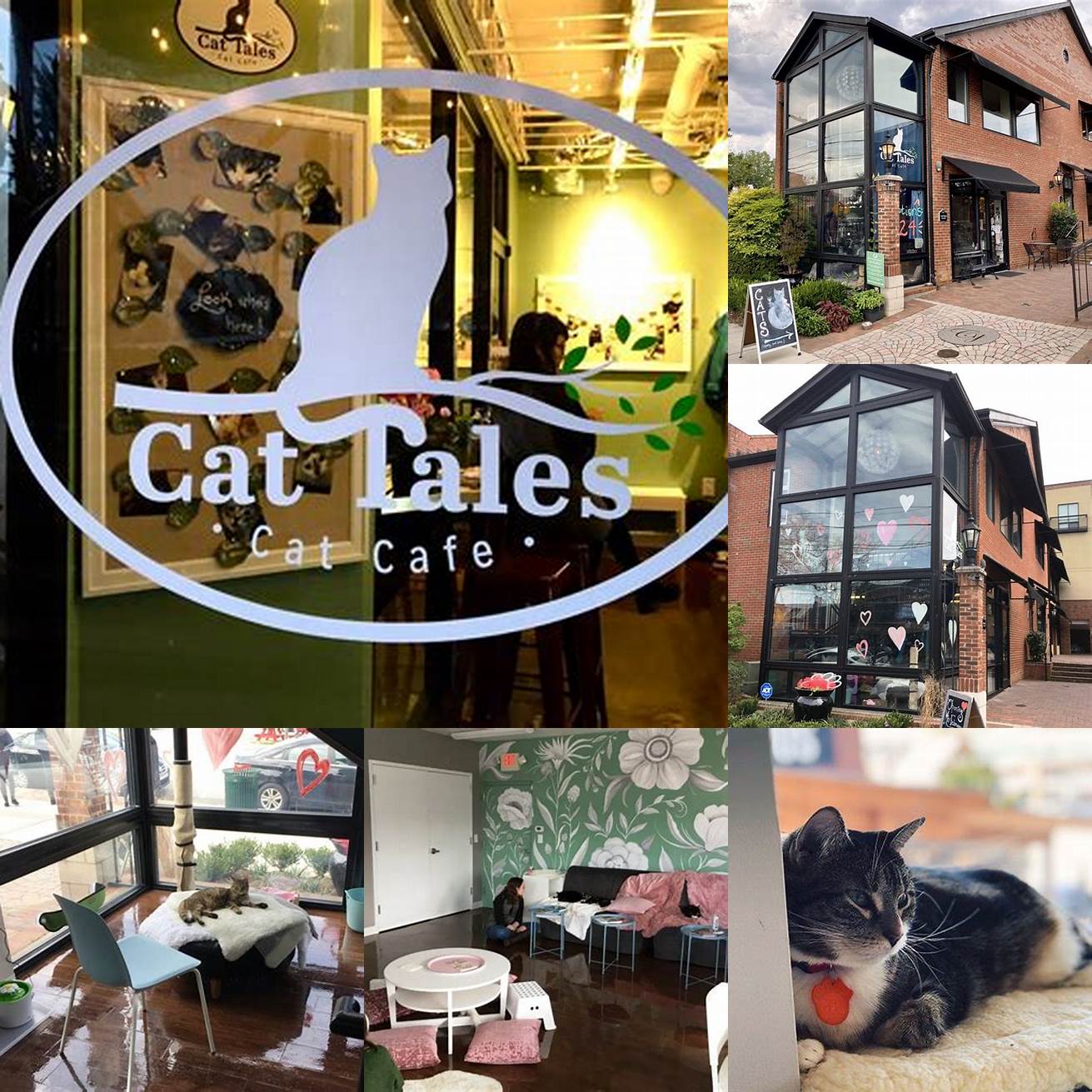 Cat Tales Cafe image