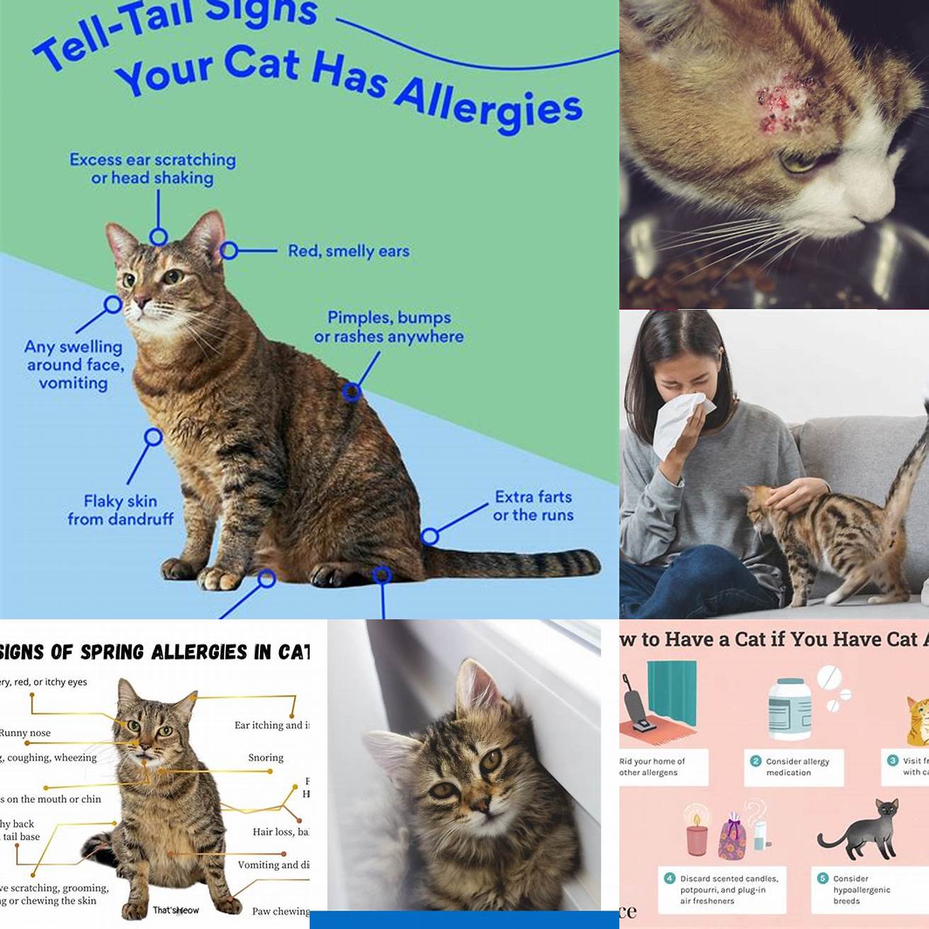 Cat allergies