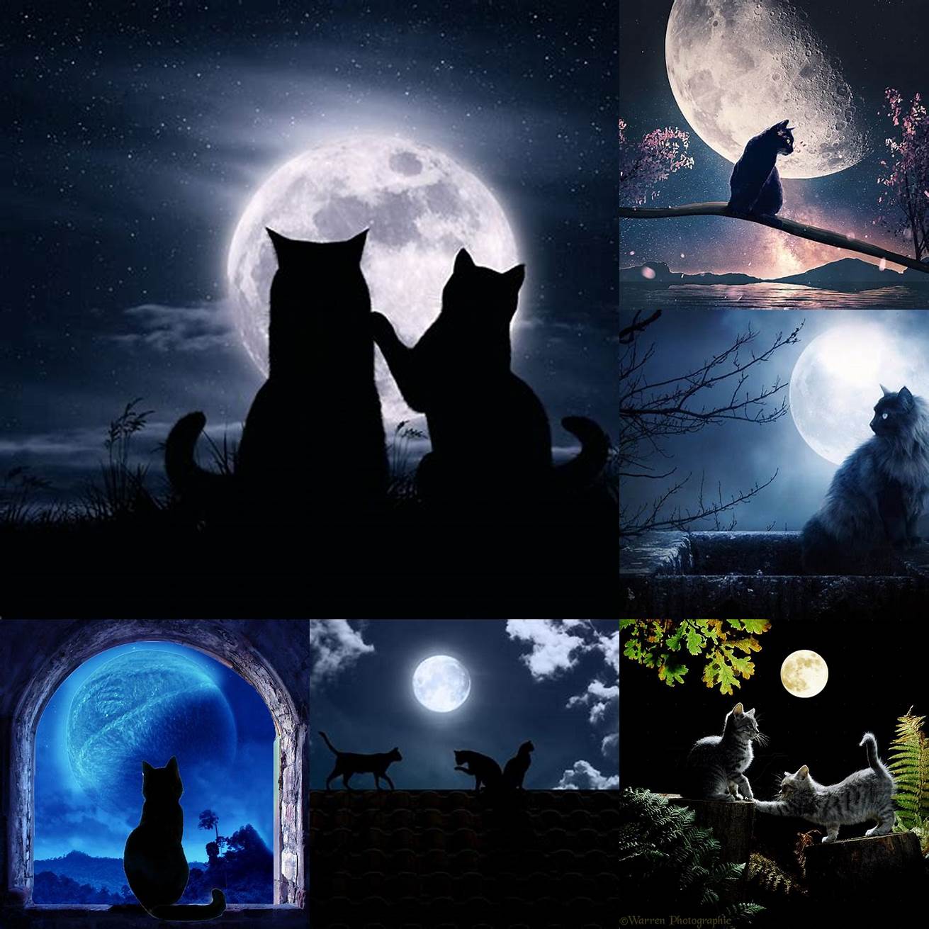 Cat and moonlit night