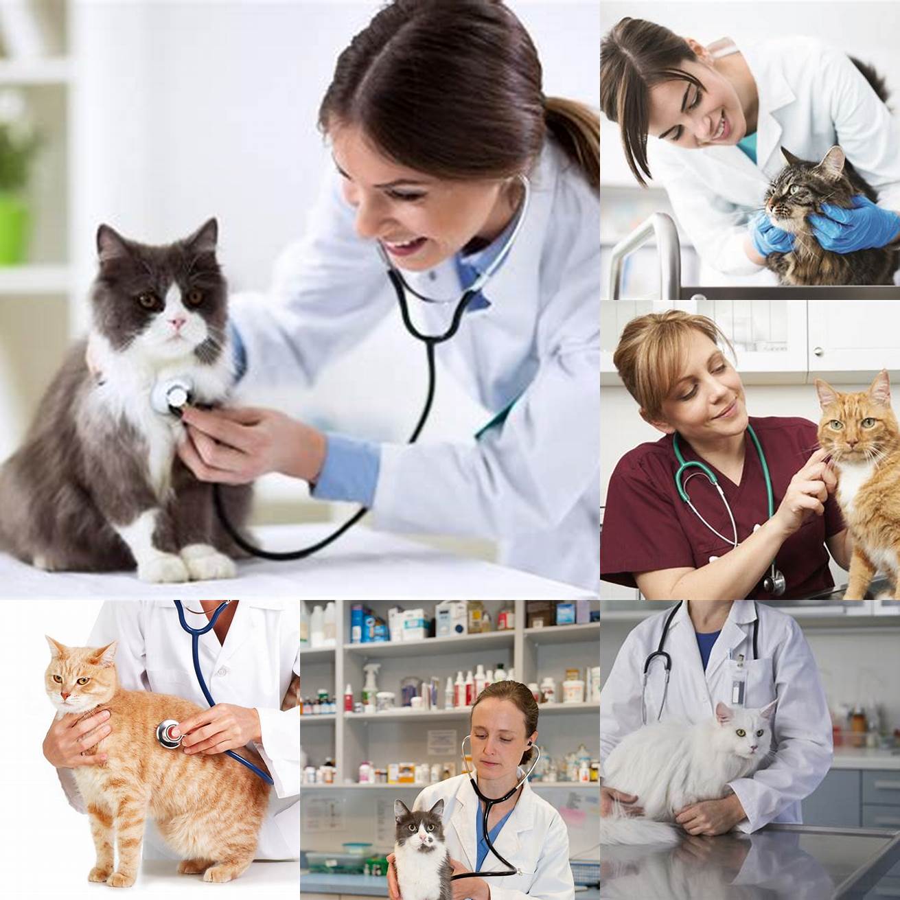 Cat and veterinarian