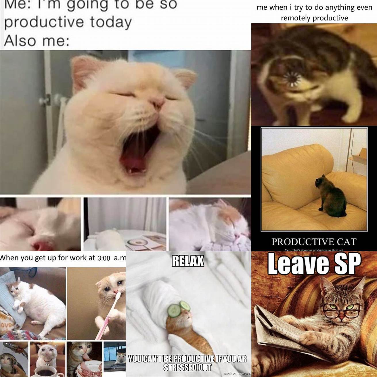 Cat and woman meme with the caption When youre trying to be productive but your cat wont leave you alone