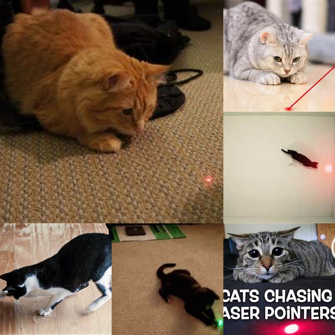 Cat chasing a laser pointer