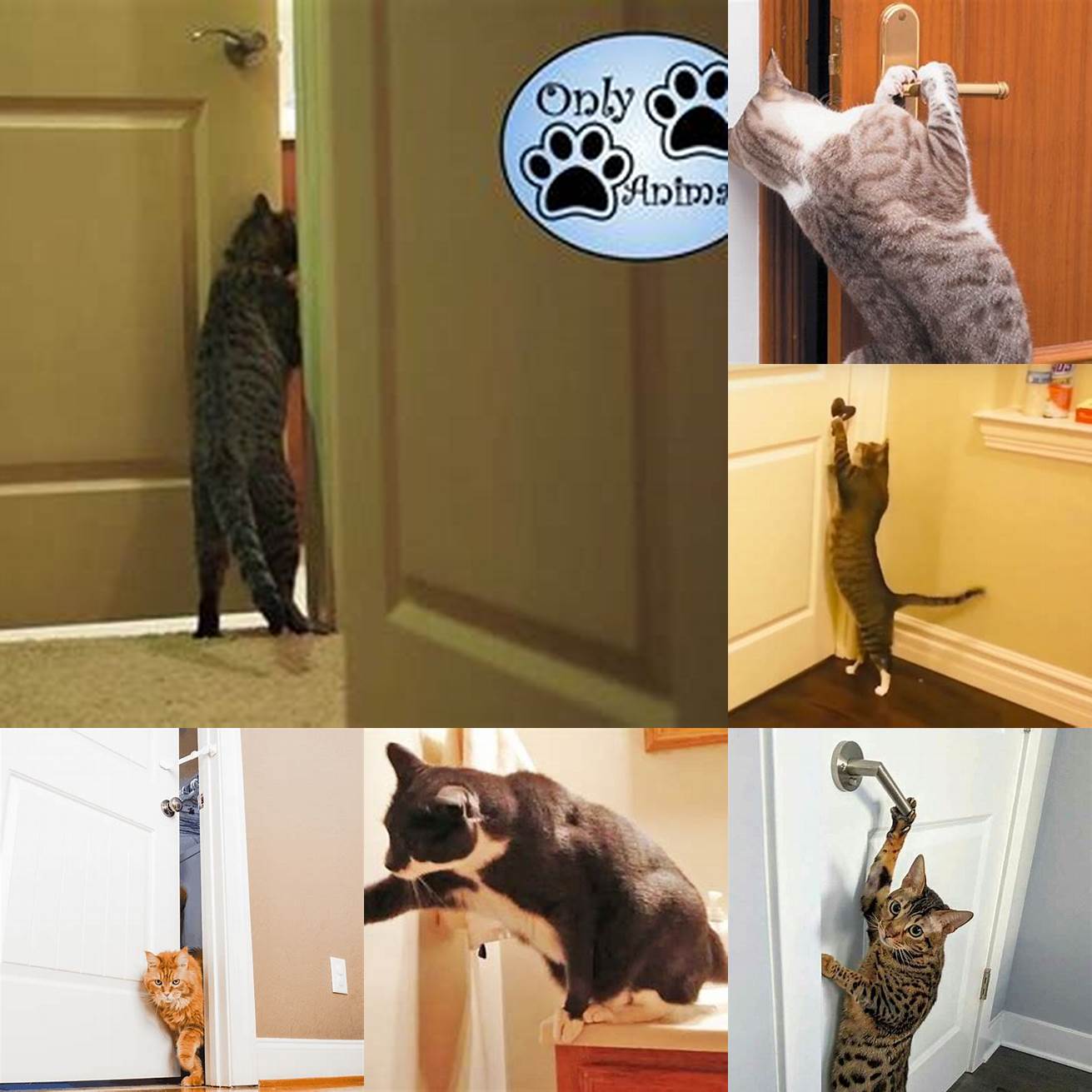 Cat communicating through door opening