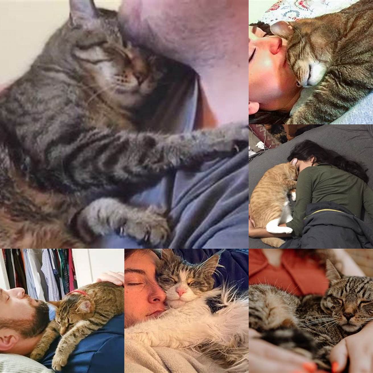 Cat cuddling with owner