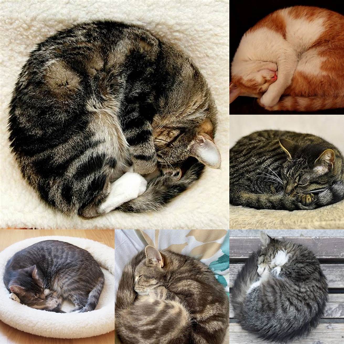 Cat curled up in a ballWhen a cat is in a deep sleep they will often curl up into a ball tucking their head under their body and wrapping their tail around themselves This is a natural instinct that helps them conserve body heat and protect their vital organs