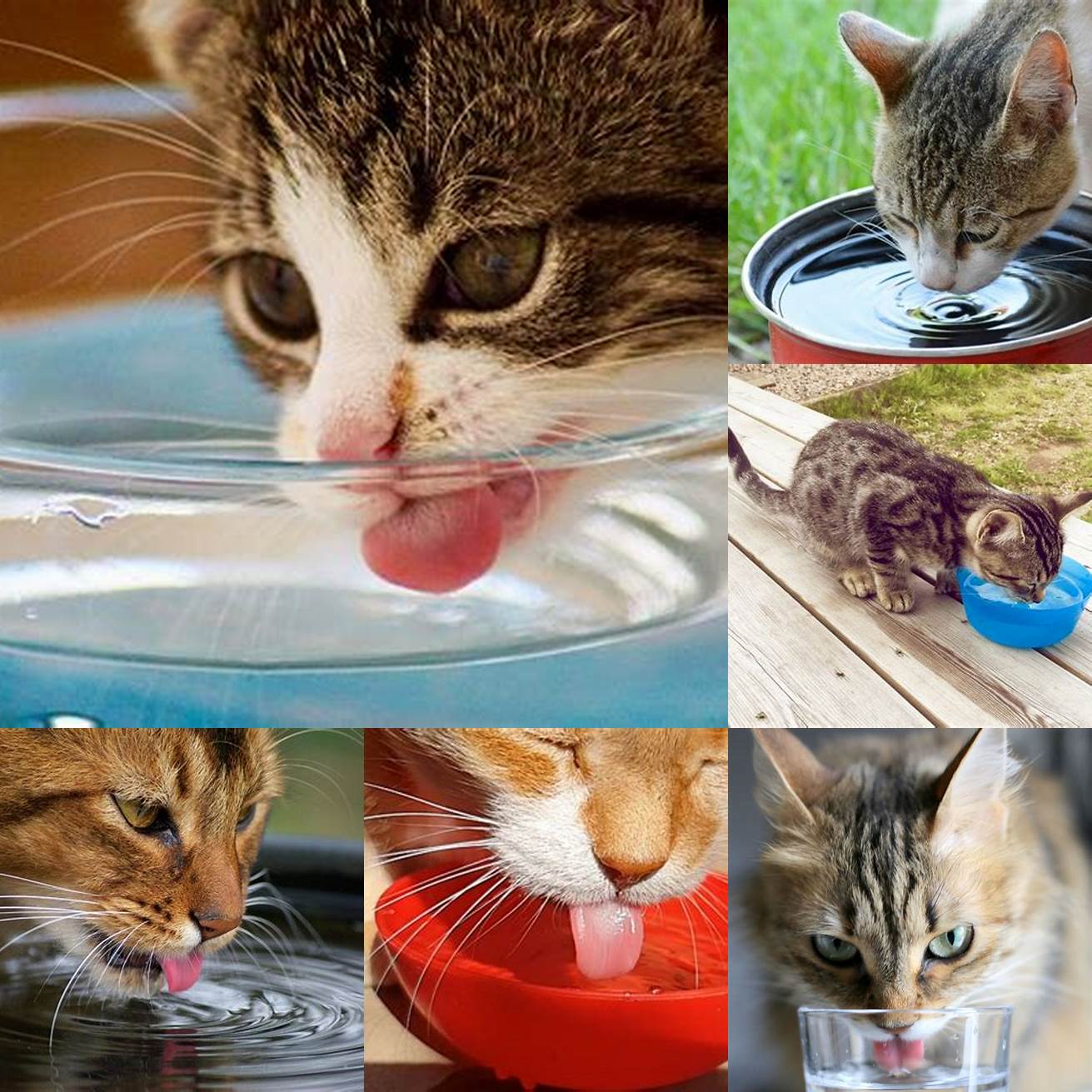 Cat drinking from a clean water bowl
