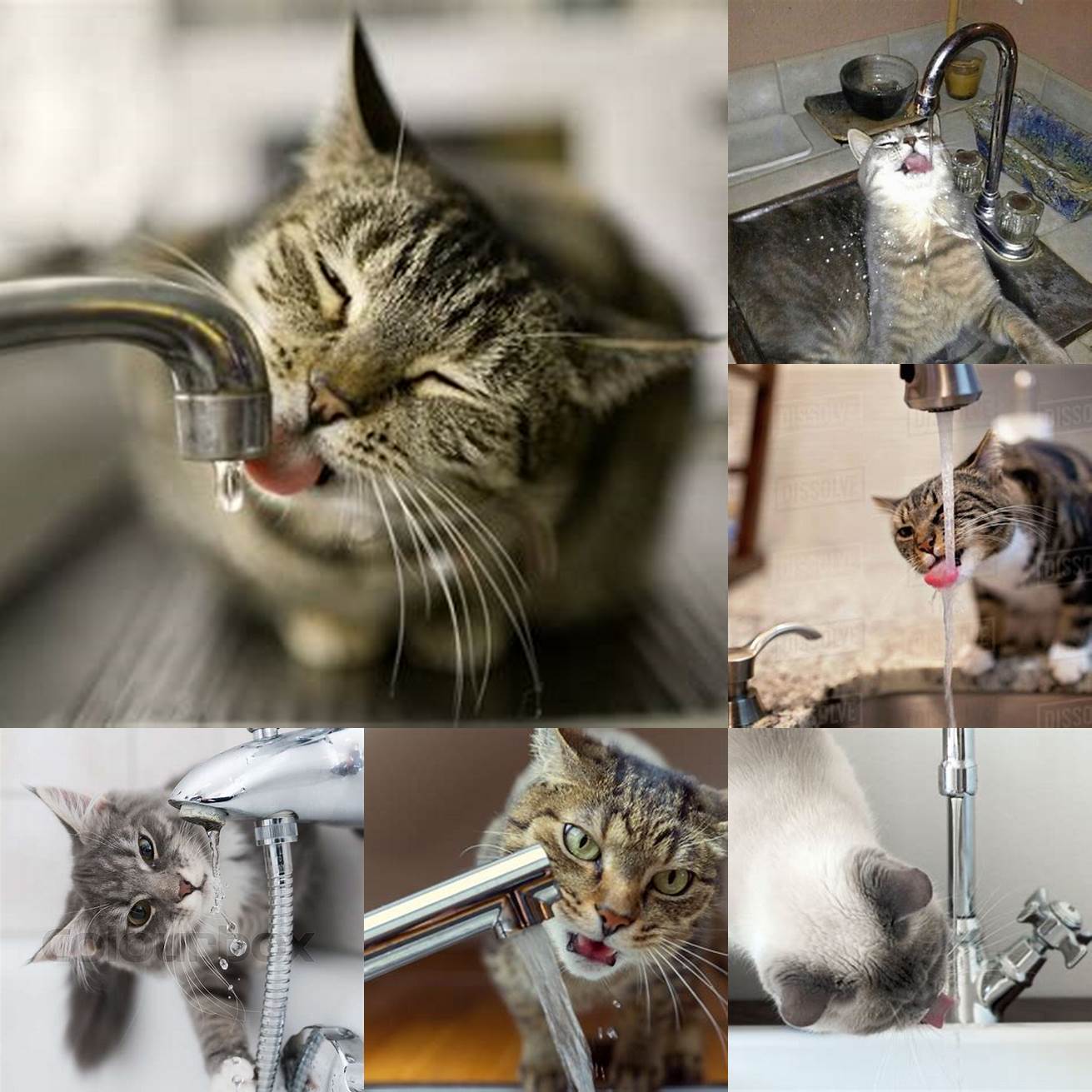 Cat drinking from a faucet