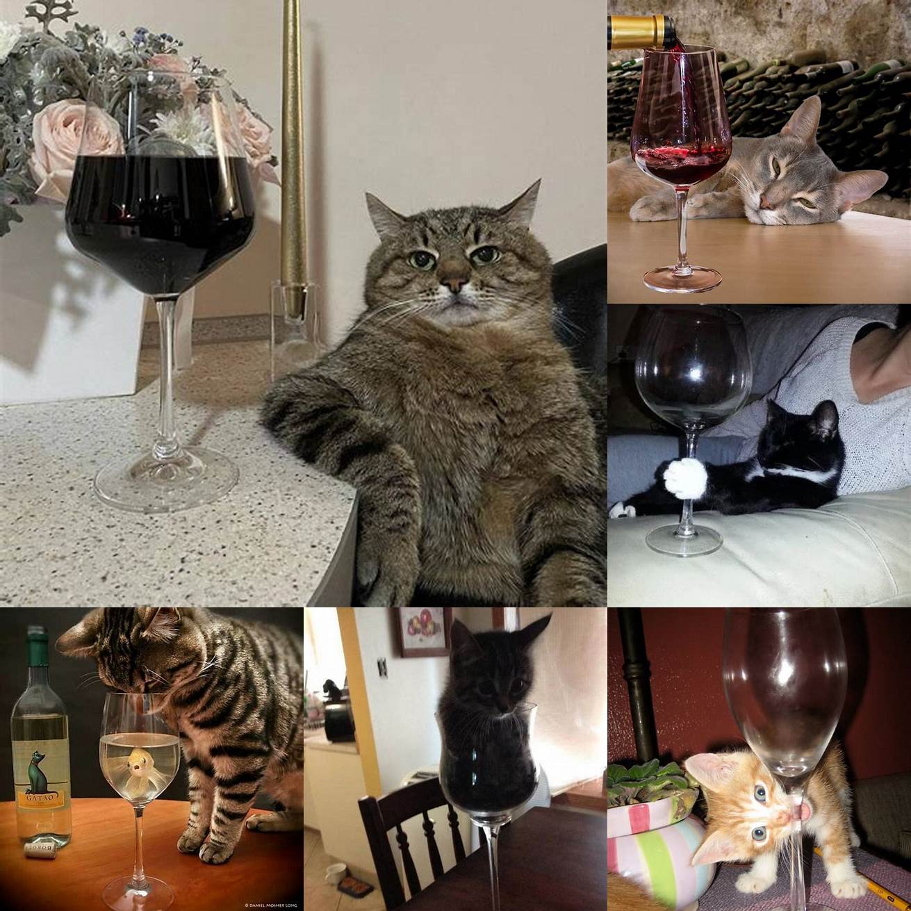 Cat drinking from a wine glass