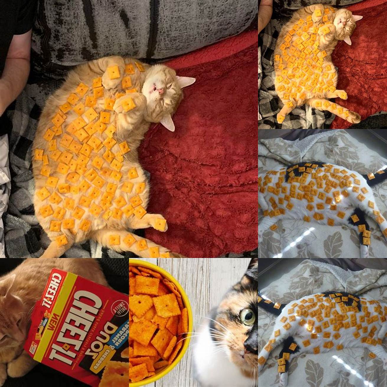 Cat eating Cheez-Its