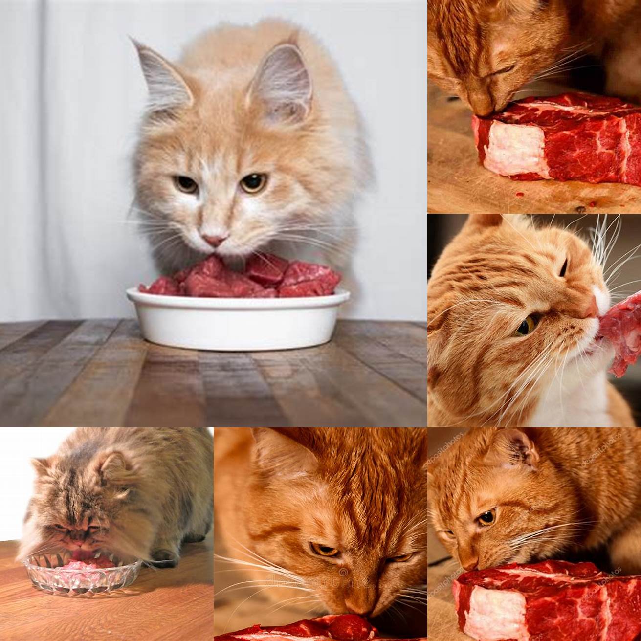 Cat eating raw beef