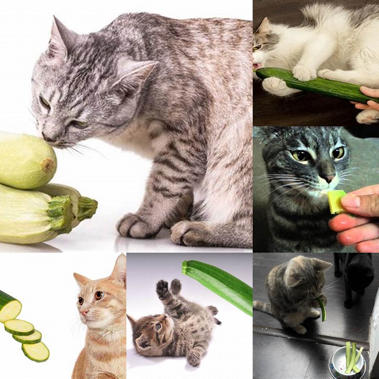 Cat eating zucchini