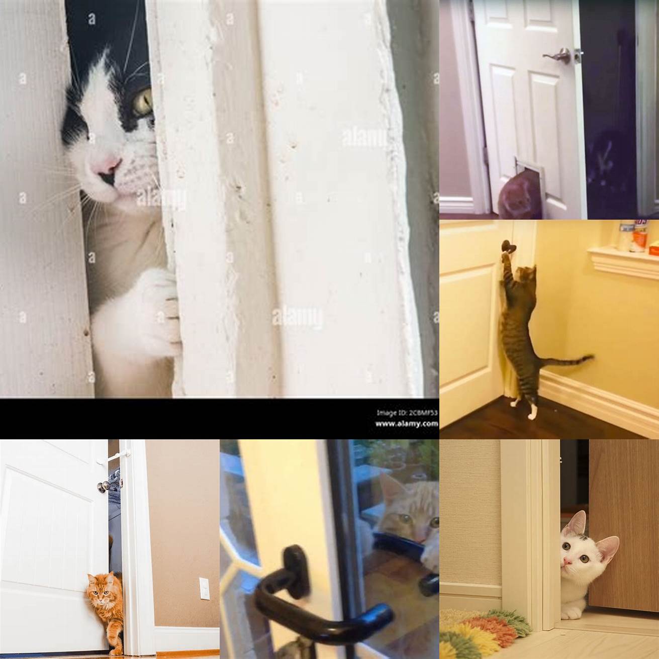 Cat exploring through open door
