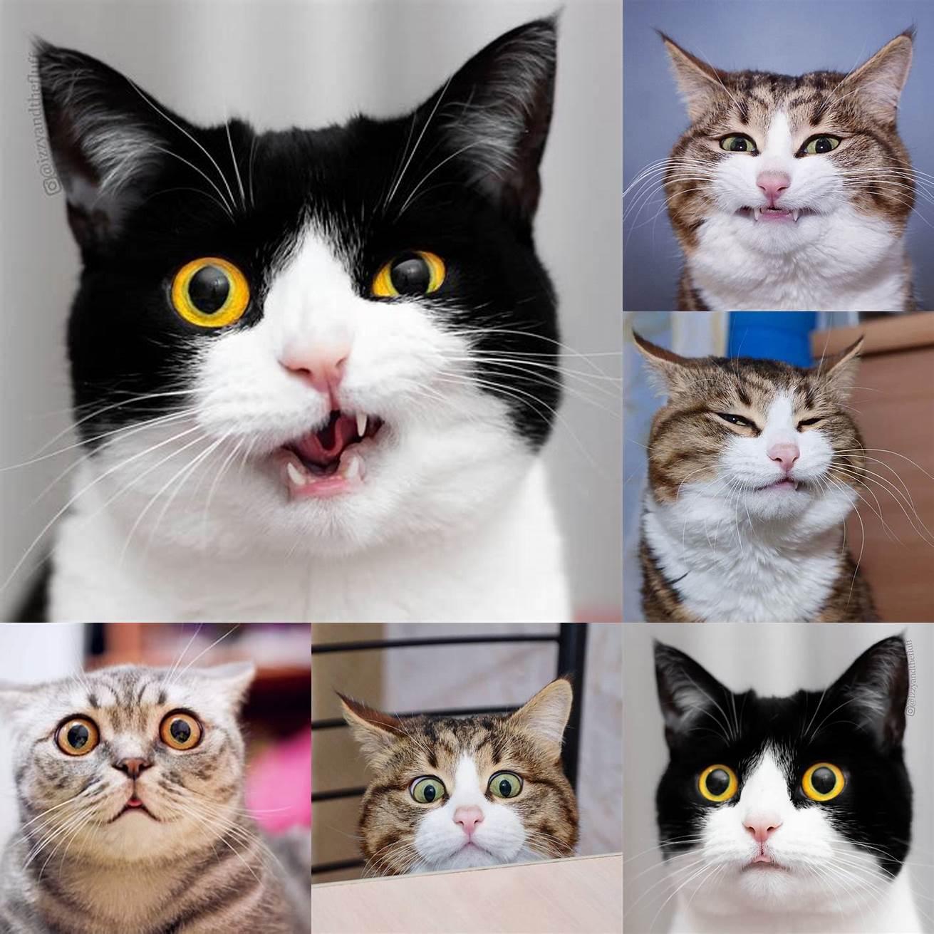Cat expressions