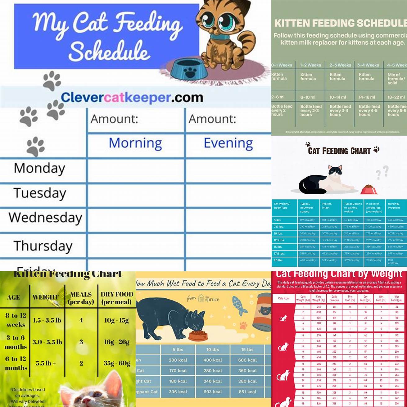 Cat feeding schedule