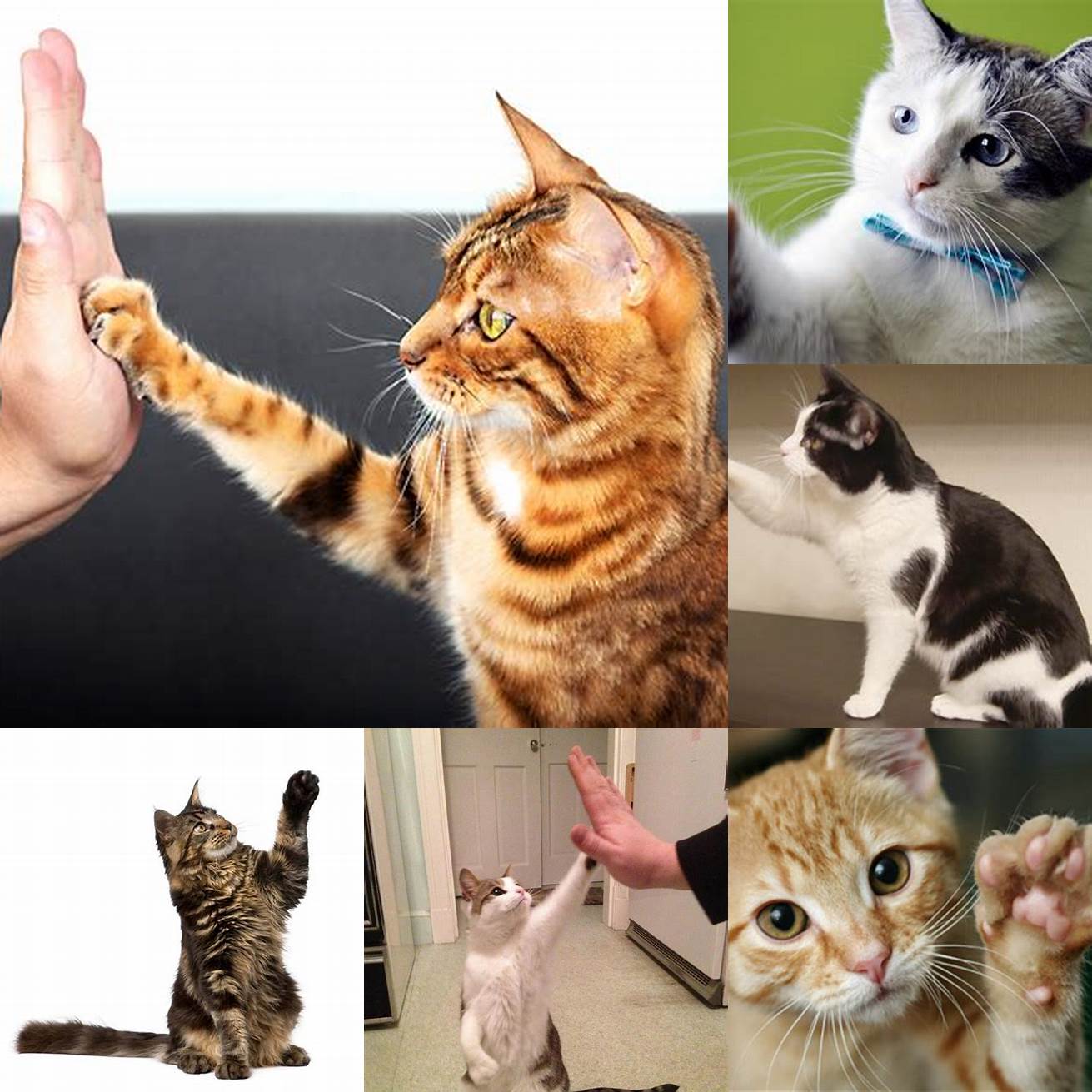 Cat giving a high-five