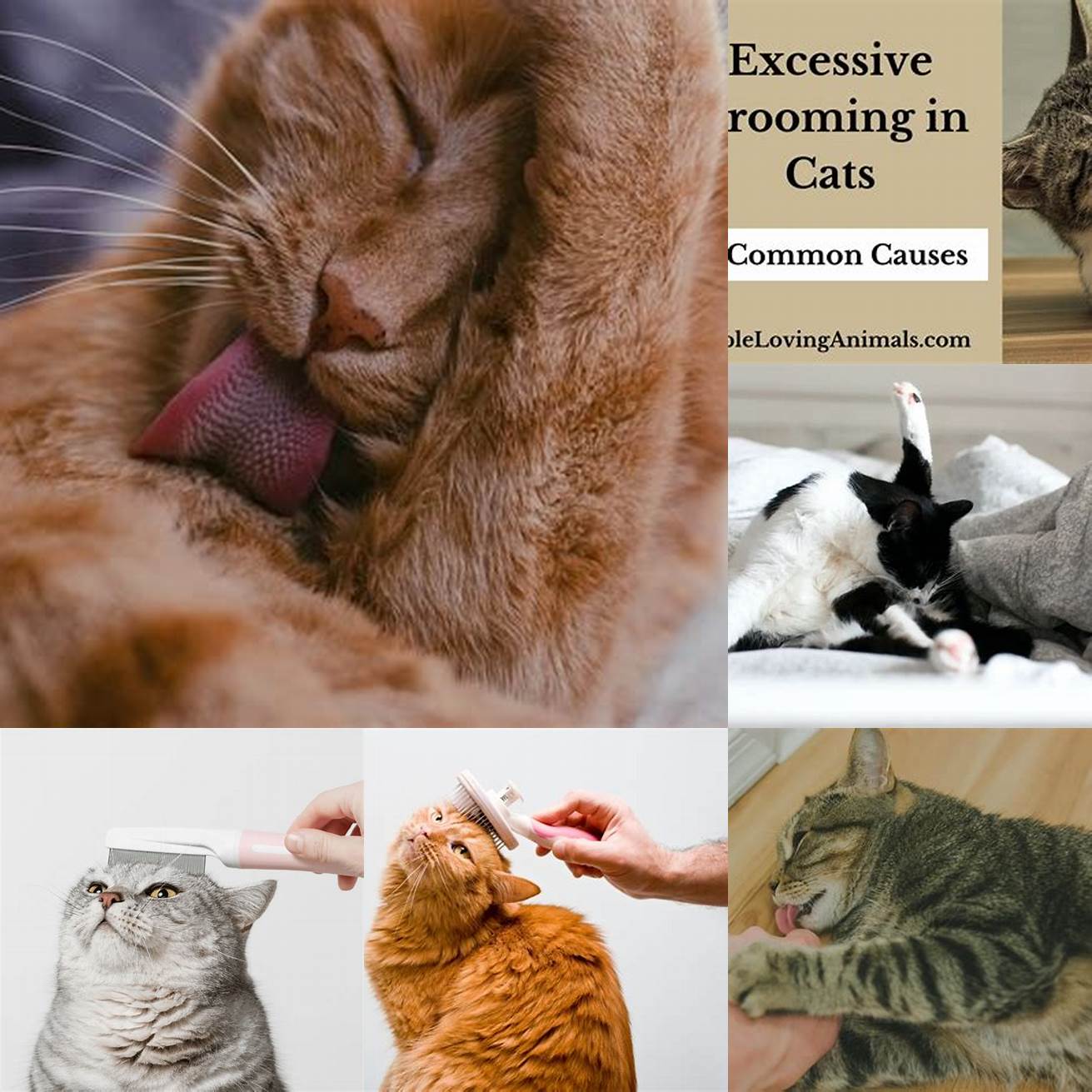 Cat grooming excessively