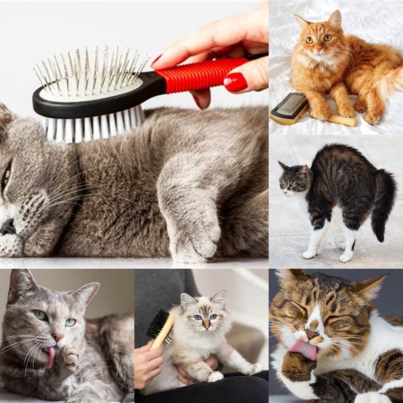 Cat grooming their tail