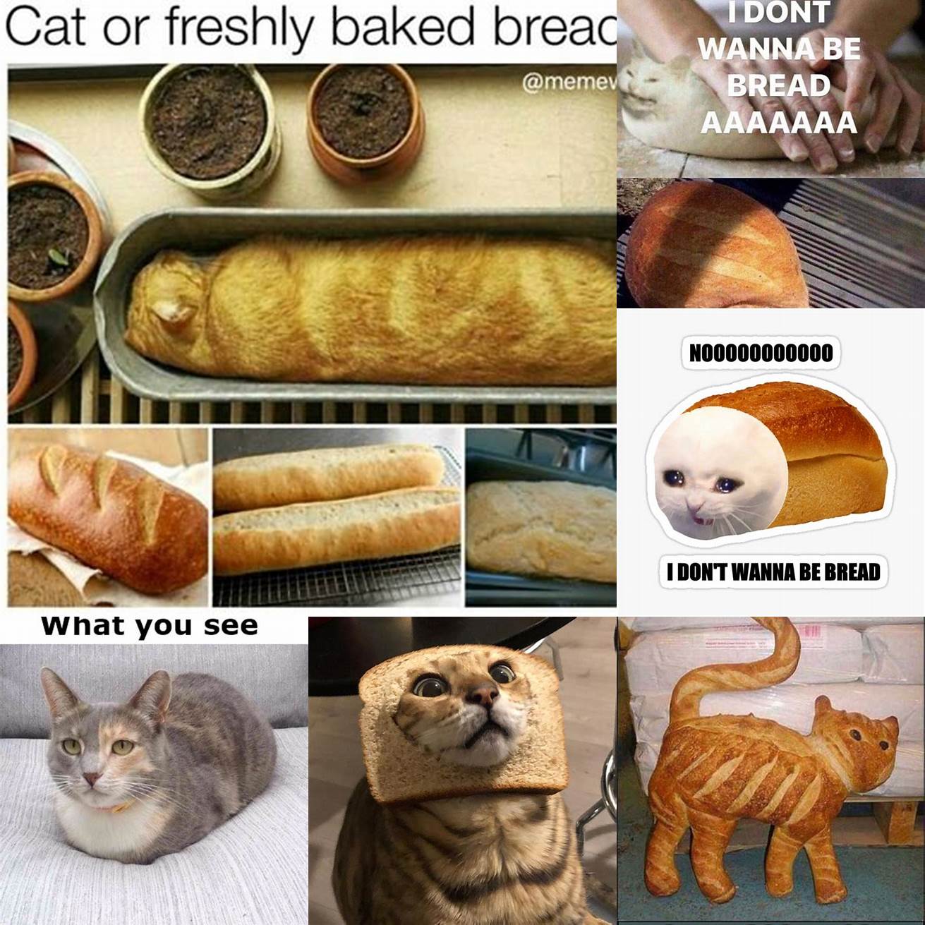Cat in Bread as a meme within a meme