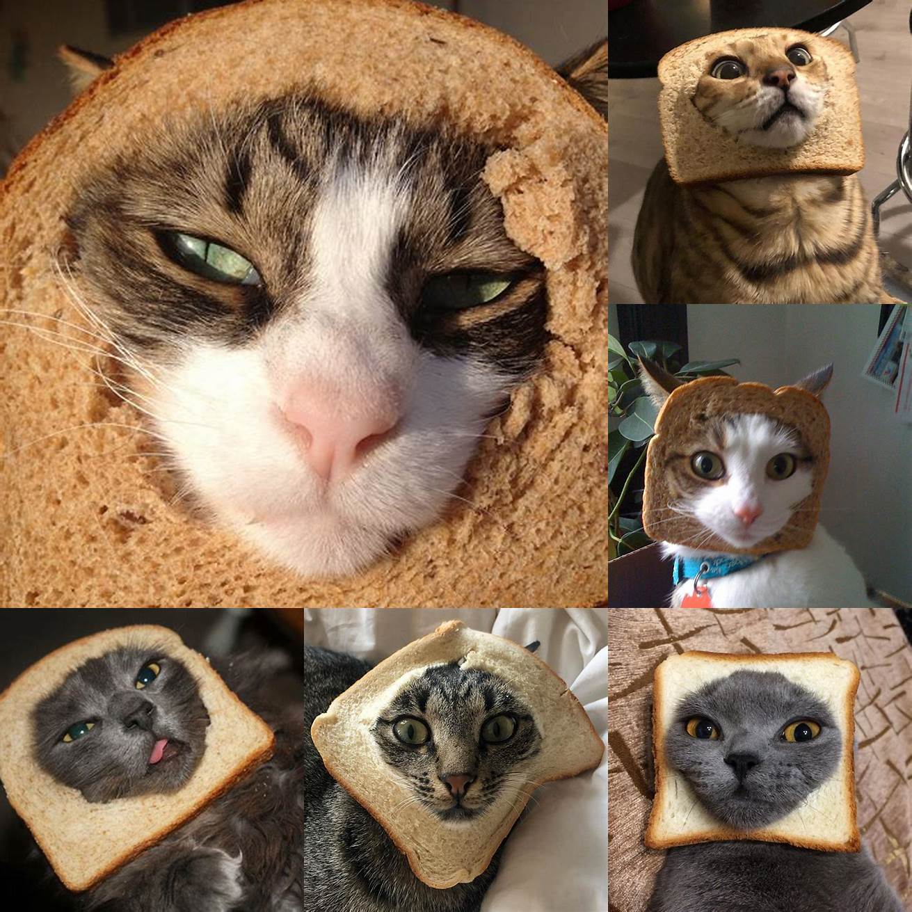 Cat in Bread as a work of art