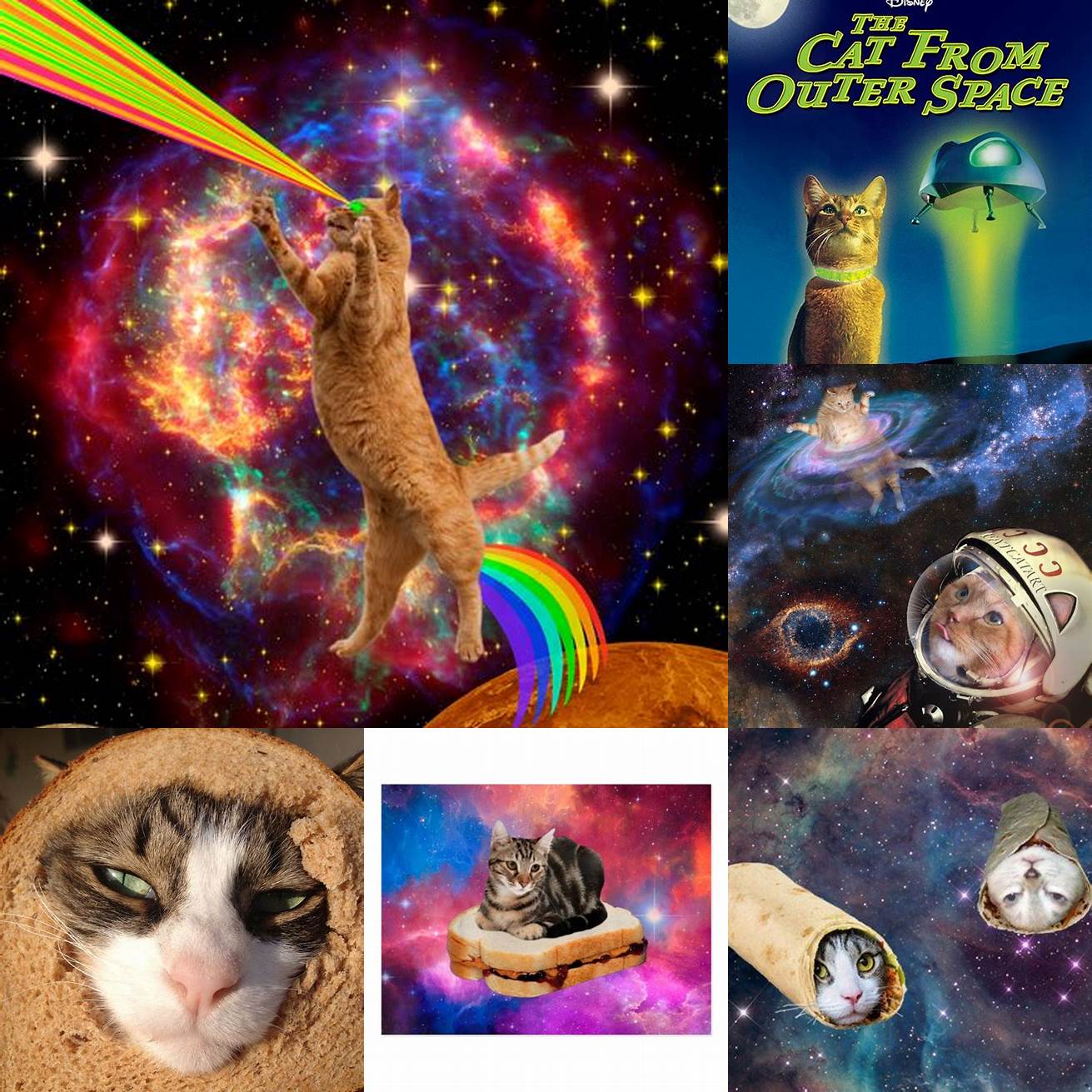 Cat in Bread in outer space