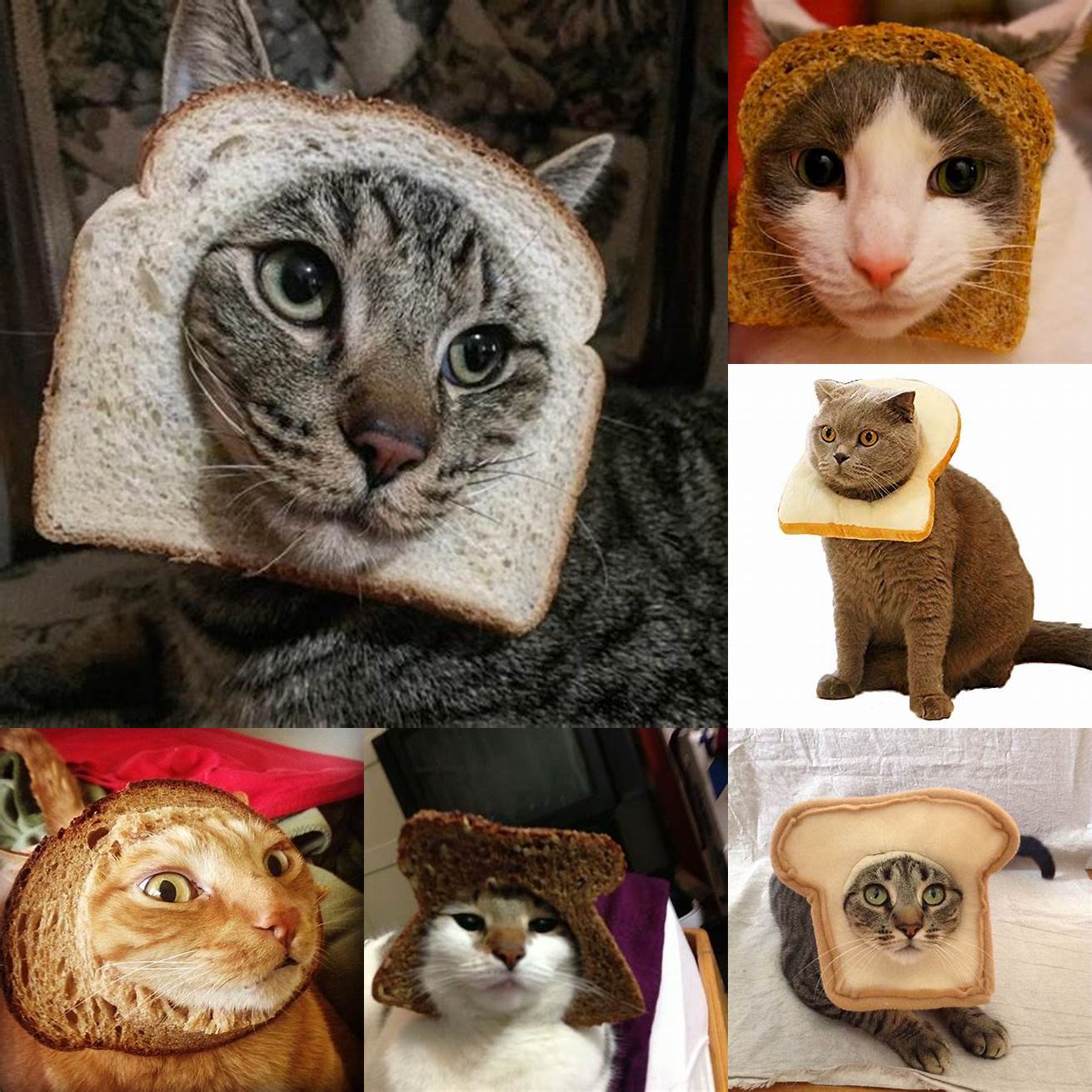 Cat in Bread wearing a hat