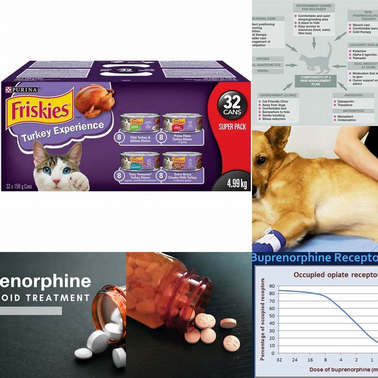 Cat in PainCats may experience pain due to a variety of reasons such as surgery injury or illness Buprenorphine is often prescribed to help manage this pain