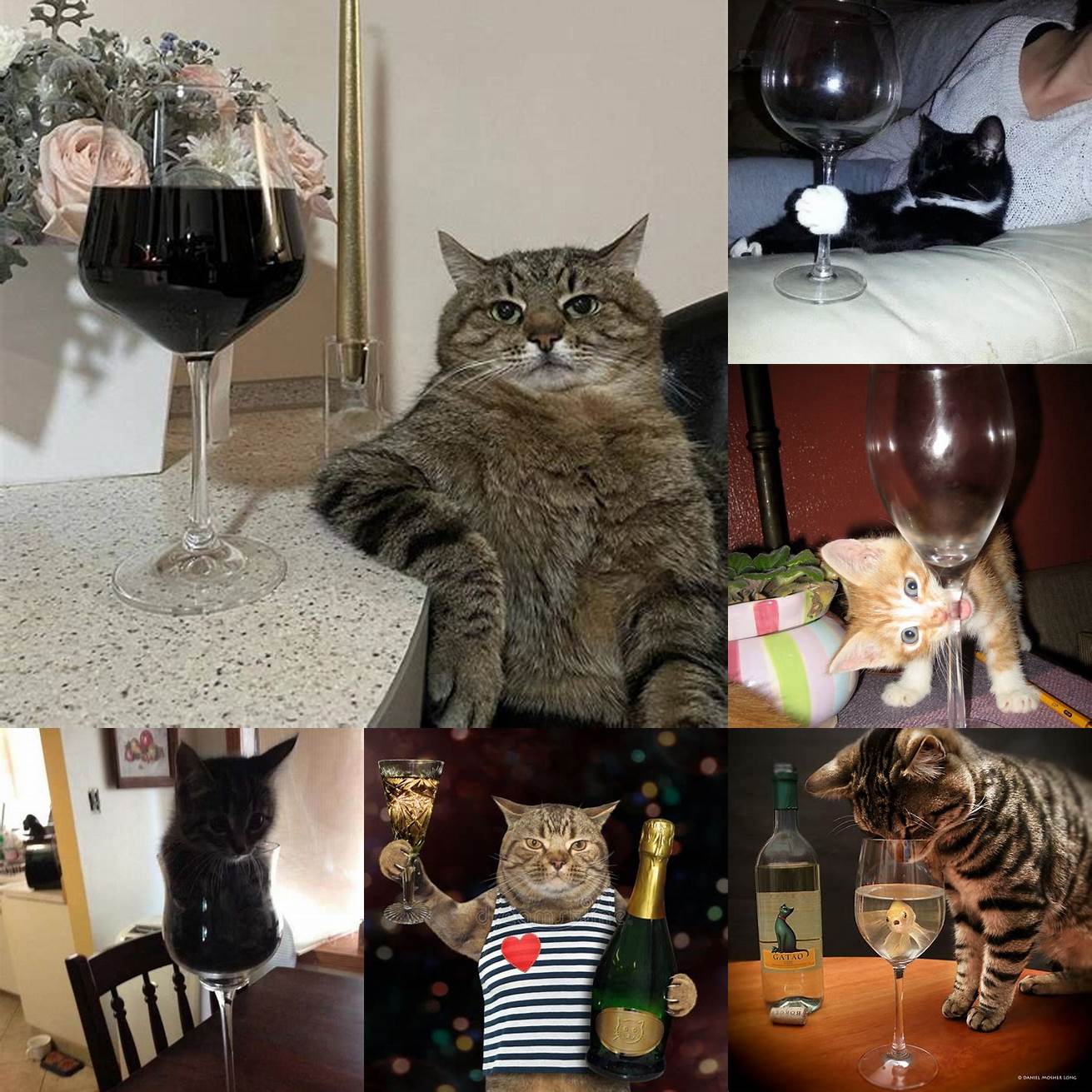 Cat in a champagne glass