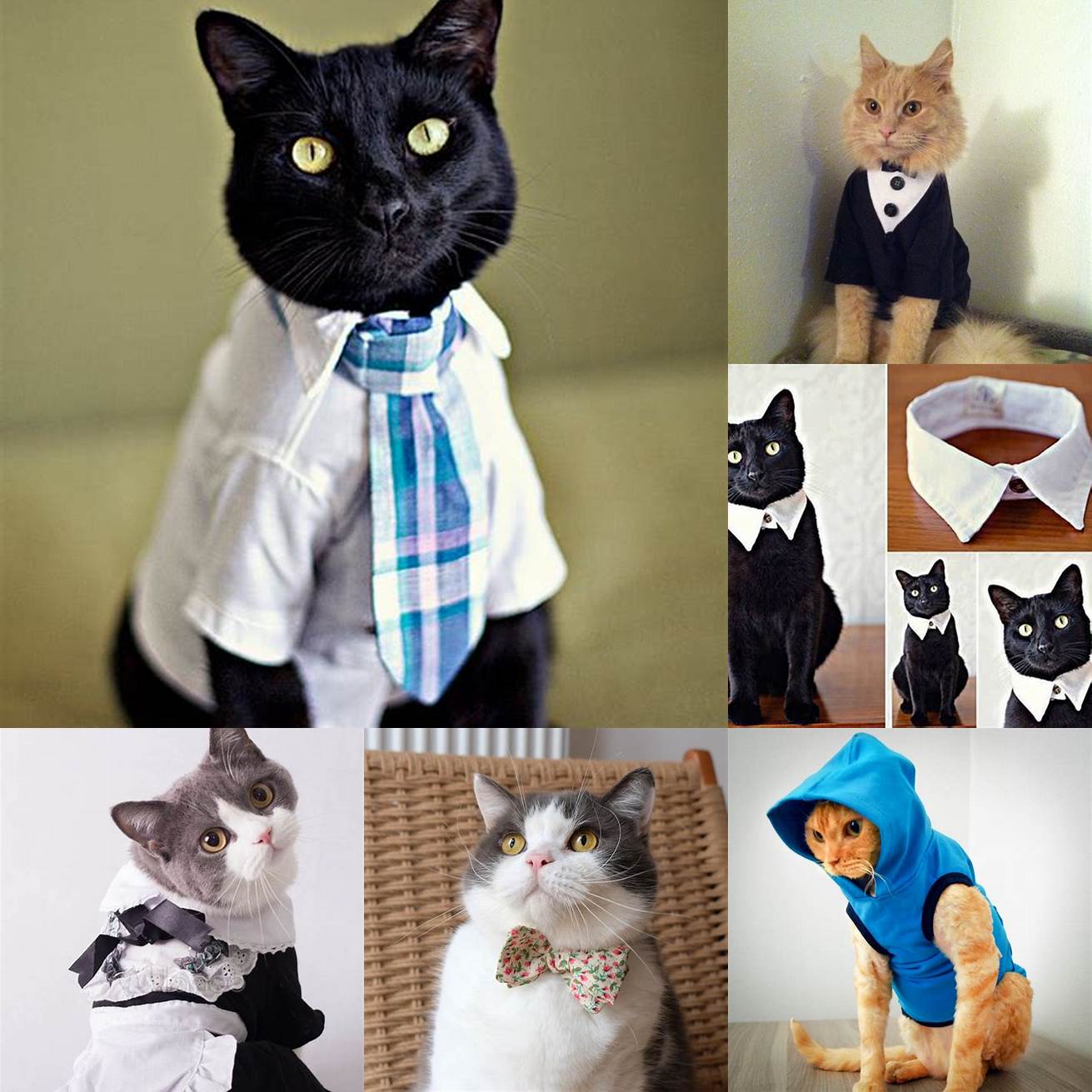 Cat in a dress shirt posing with a tie