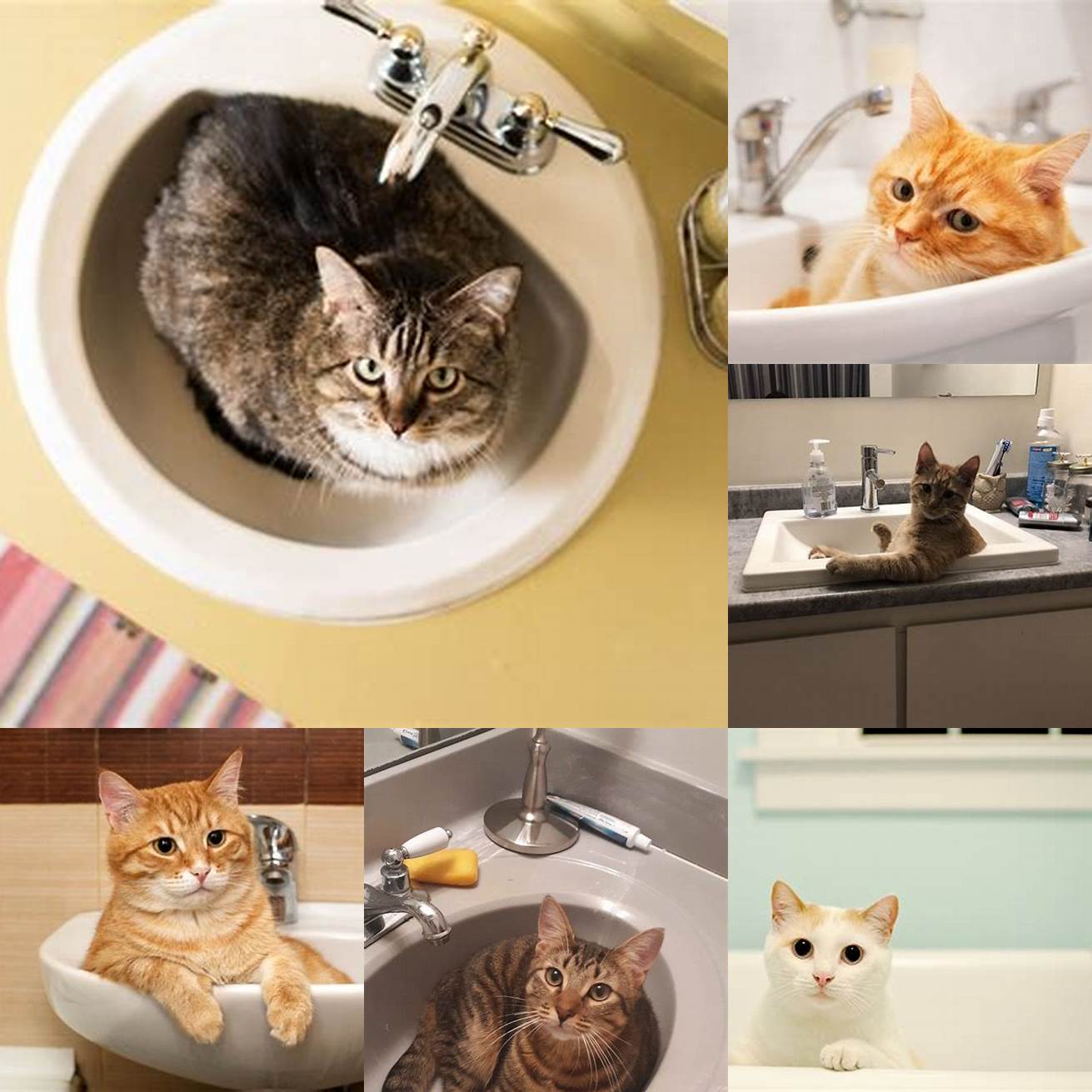 Cat in a sink or bathtub