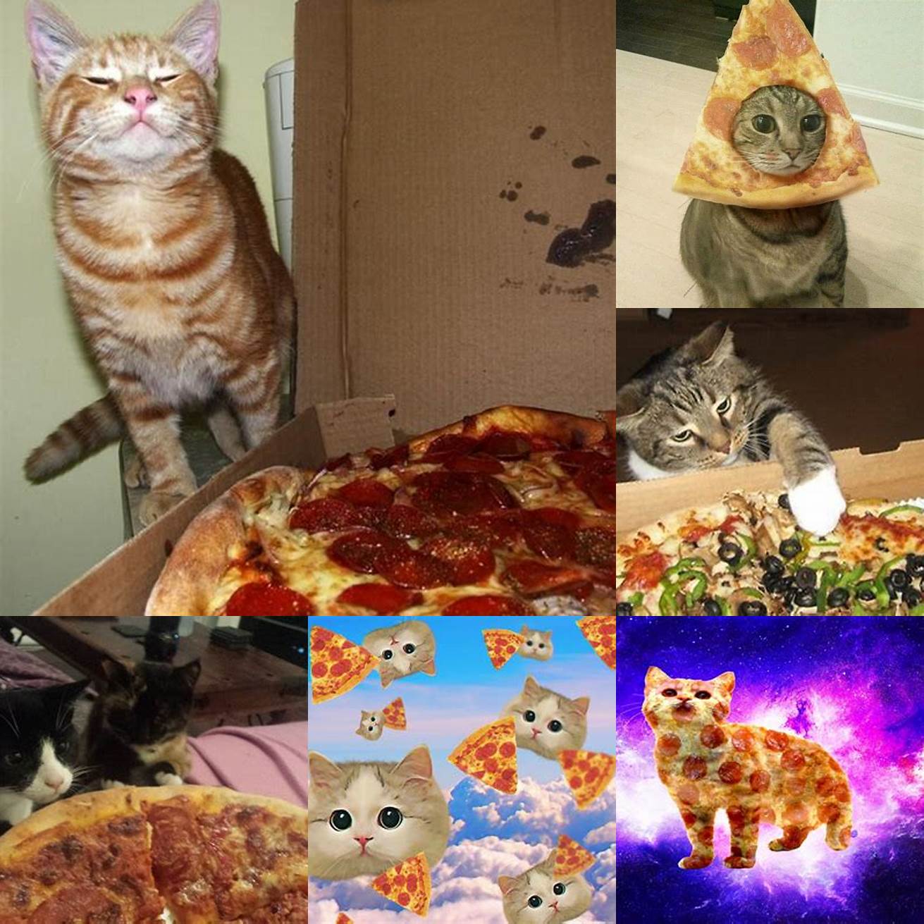 Cat looking down at pizza