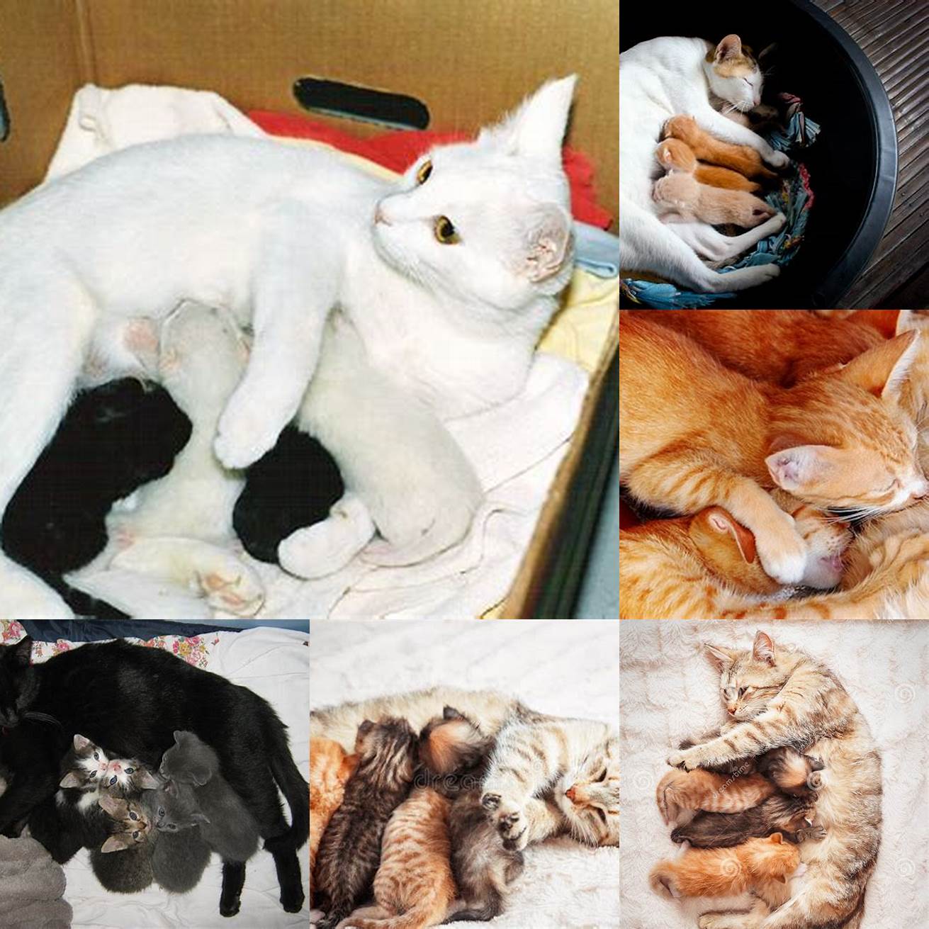 Cat nursing kittens