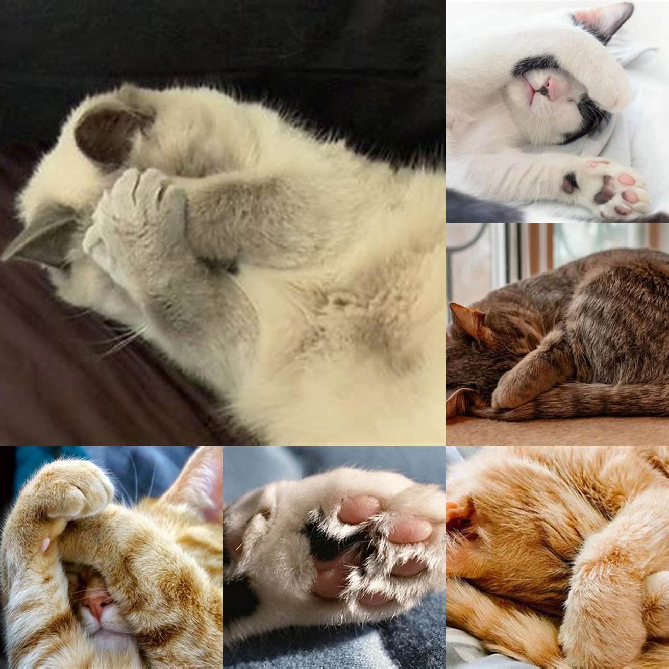 Cat pawing in their sleepWhile in a deep sleep cats may also paw at the air or move their limbs as if they are running This is a sign that they are dreaming about something active such as chasing prey or playing with a toy