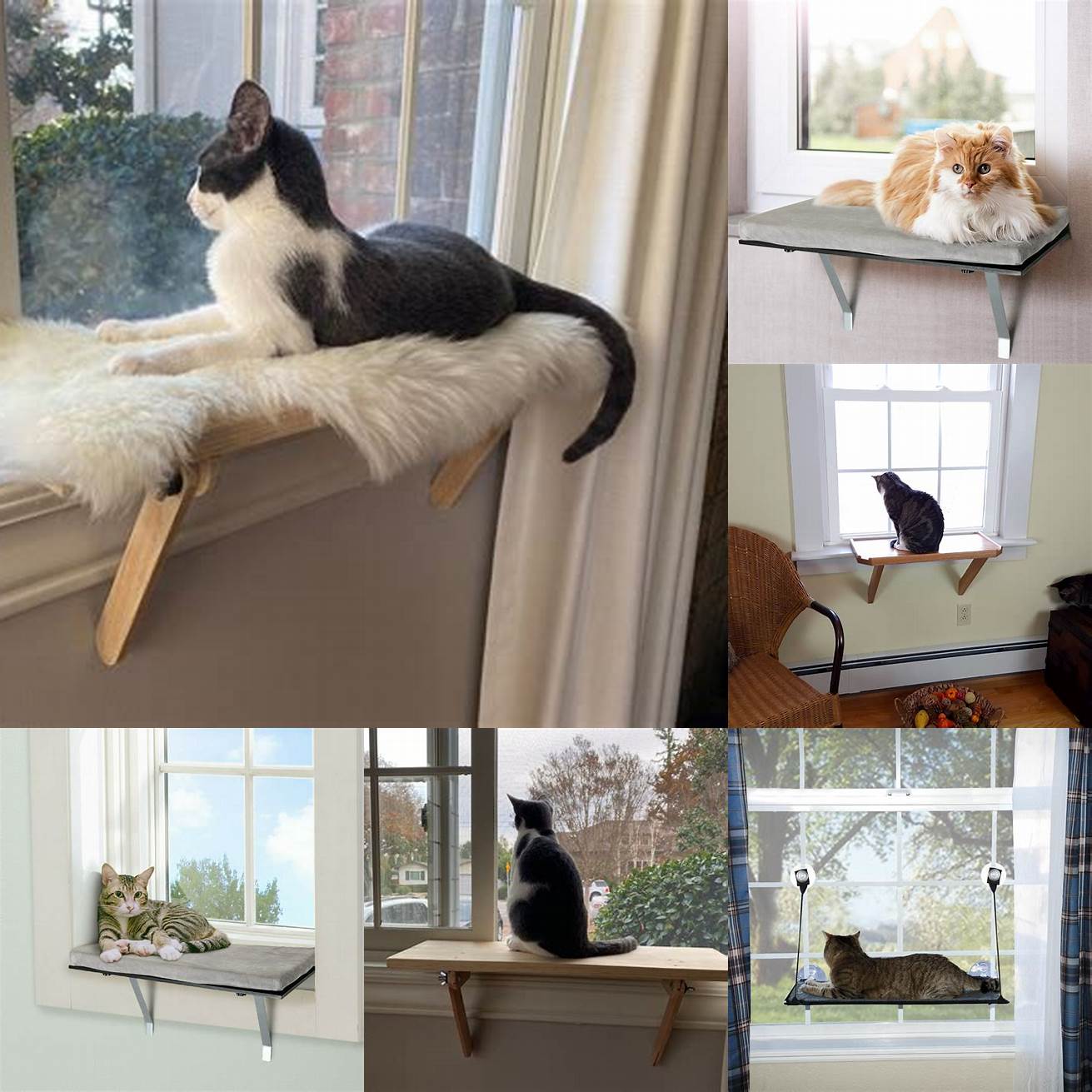 Cat perched on a windowsill