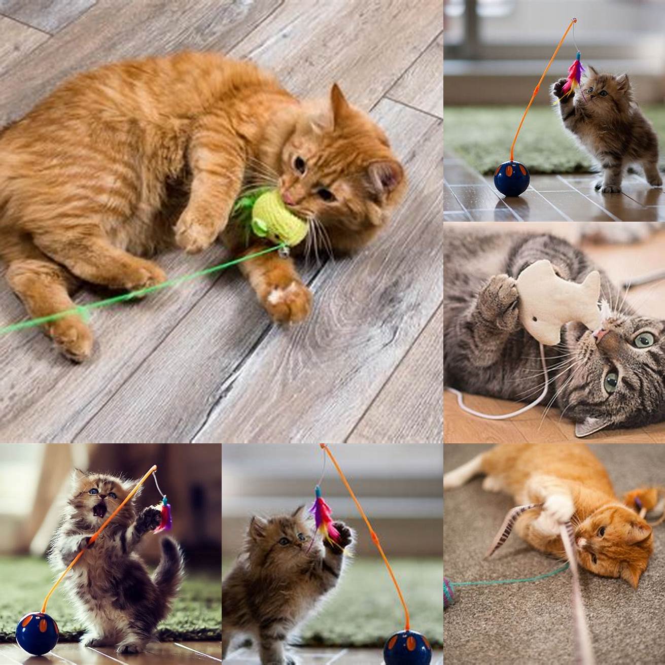 Cat playing with their toys